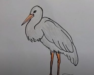 How To Draw Stork Easy Step by Step