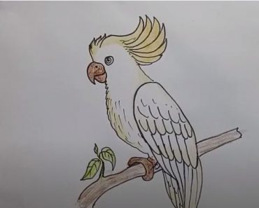 How To Draw A Cockatoo Step By Step