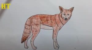 How To Draw A Coyote Step By Step Easy