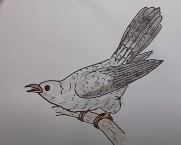 How To Draw A Cuckoo Easy Step By Step