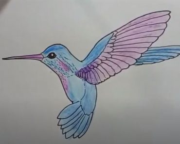 How To Draw A Hummingbird Easy Step By Step