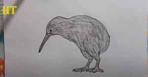 How To Draw A Kiwi Bird Easy Step By Step 