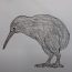 How To Draw A Kiwi Bird Easy Step By Step