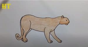 How To Draw A Puma Easy Step By Step 