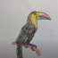 How To Draw A Toucan Easy Step By Step