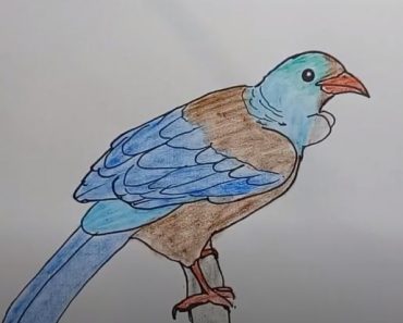 How To Draw A Tui Bird Step By Step Easy