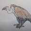 How To Draw A Vulture Easy Step By Step