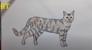 How To Draw A Wildcat Easy Step By Step 