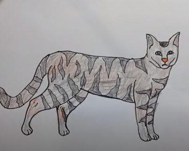 How To Draw A Wildcat Easy Step By Step