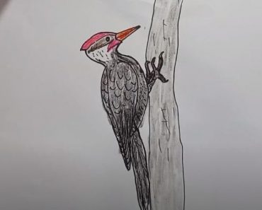 How To Draw A Woodpecker Easy Step By Step
