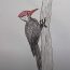 How To Draw A Woodpecker Easy Step By Step