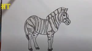 How To Draw A Zebra Horse Easy Step By Step 
