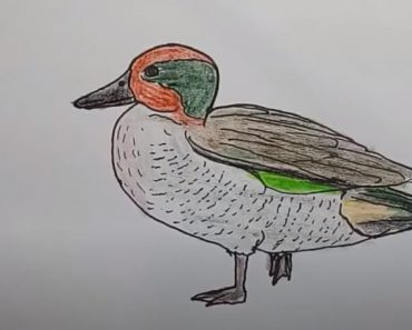 How to Draw A Teal Easy Step By Step