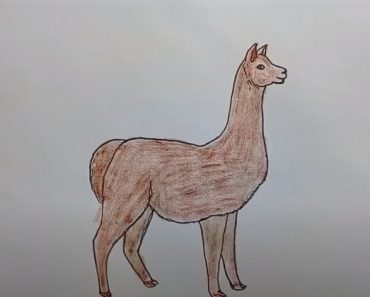 How to Draw an Alpaca Easy step by step