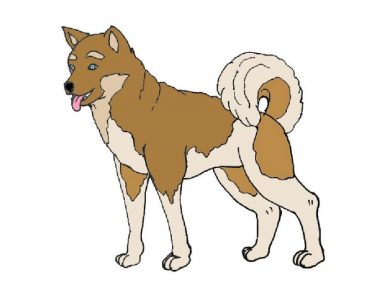 How To Draw A Akita Dog Step By Step