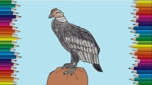 How To Draw A Andean Condor Easy Step By Sstep
