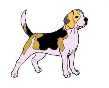 How To Draw A Beagle Step By Step