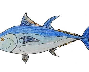 How To Draw A Bluefin Tuna Step By Step