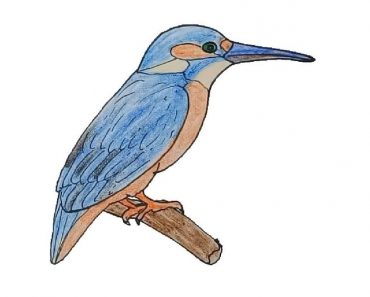 How To Draw A KingFisher bird Step By Step