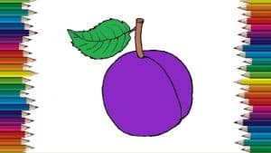 How To Draw A Plum Step By Step 