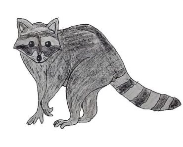 How To Draw A Raccoon Easy Step By Step