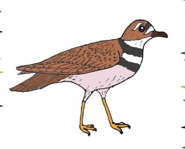 How To Draw A killdeer Easy Step By Step