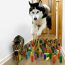 Obstacle Challenge CAT vs DOG - funny dog and cat