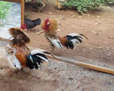 Funny Rooster vs Mirror