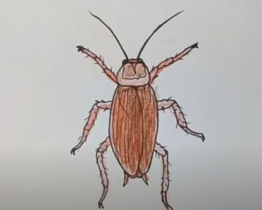 How To Draw A Cockroach Step By Step