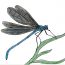 How To Draw A Dragonfly Easy Step By Step