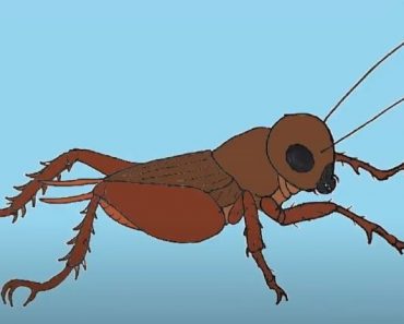 How To Draw A Field Cricket Easy Step By Step