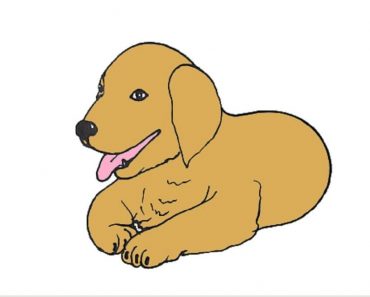 How To Draw A Golden Retriever Puppy Easy