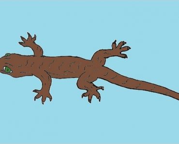 How To Draw A Lizard Easy Step By Step