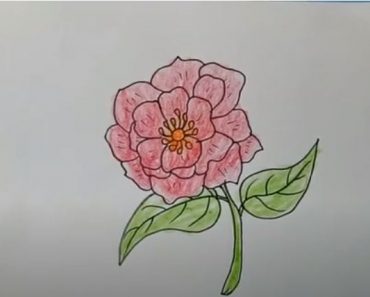 How To Draw A Peony Flower Easy Step By Step