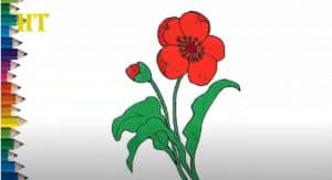 How To Draw A Poppy Flower Easy Step By Step