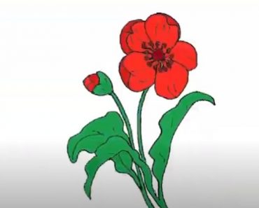 How To Draw A Poppy Flower Easy Step By Step