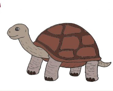 How To Draw A Tortoise Easy Step By Step