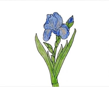 How To Draw An Iris Flower Easy