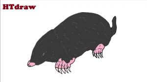 How to draw a Mole Step By Step 