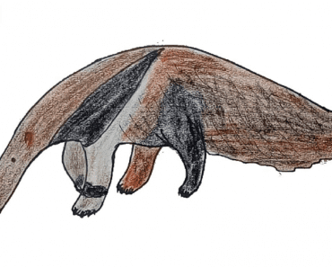 How to Draw a Anteater easy step by step
