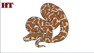 How to Draw a Python step by step