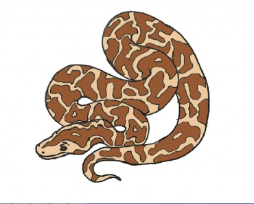How to Draw a Python step by step