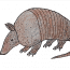 How to Draw an Armadillo step by step