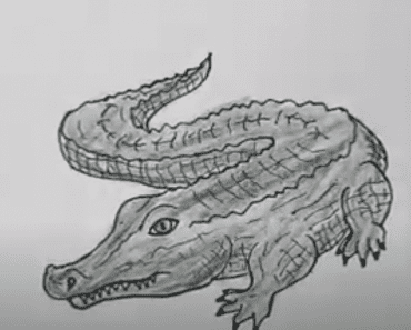 How to draw a alligator with this how-to video and step-by-step drawing instructions. easy drawings for kids and beginners.