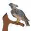 How to draw a harpy eagle easy