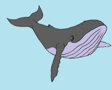 How to draw a humpback whale step by step