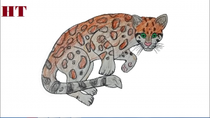 How to draw a ocelot step by step