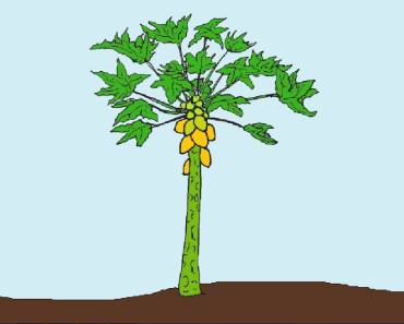 How to draw a papaya tree step by step