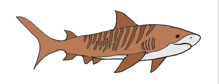 How to draw a tiger shark easy | Fish drawing Step by step