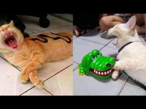 Funny Cats and Dogs Videos